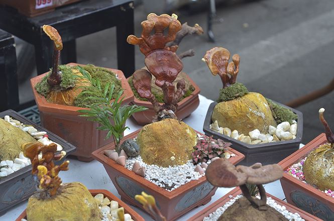 Gần 5 triệu đồng 1 chậu nấm linh chi bonsai chơi Tết ở Thủ đô